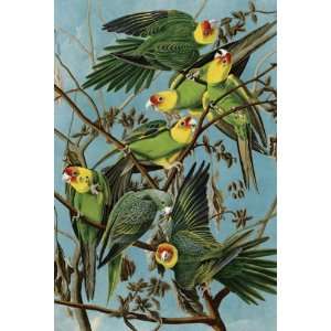  Audubon Carolina Parakeets Wooden Jigsaw Puzzle: Toys 