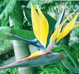 Bird of Paradise RARE Strelitzia Mandelas Gold 8 seeds  