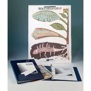  Root, Stem, and Leaf Model Activity Set: Office Products
