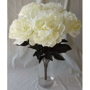  Peony Bushes x 5 , Cream   Pack of 6