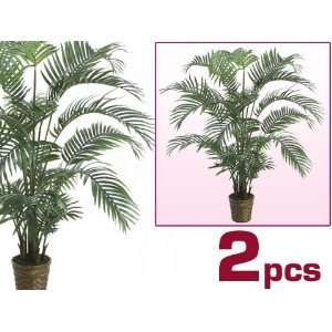  TWO 5 Areca Palm Trees, In Baskets   18 Leaves