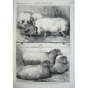   1863 Prize Pigs Sheep Smithfield Club Cattle Show Art