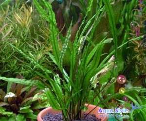 Cry. retrospiralis ×3   live aquarium fish tank moss kh  