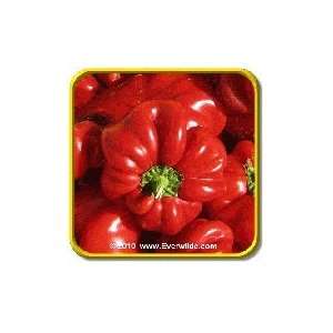  Pimento   Sweet Pepper Seeds   Jumbo Seed Packet (50 