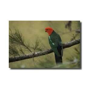  Male Australian King Parrot Giclee Print