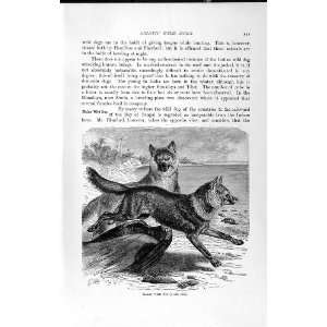   NATURAL HISTORY 1893 94 MALAY WILD DOG ASIATIC ANIMALS