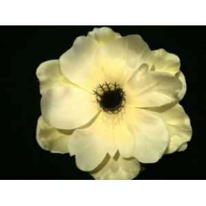  Tanday (Ivory) Natural Looking Anemone Hair Clip 