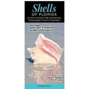  Shells of Florida Atlantic Ocean and Florida Keys (Common 
