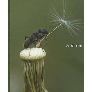    Ants (World of Insects) (9781592968176) Sophie Lockwood Books