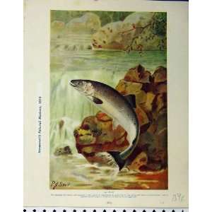  1910 Fish Salmon Chimaera Sea Rocks Natural History