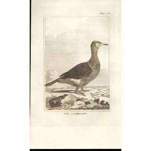  The Cormorant 1812 Buffon Birds Plate 218