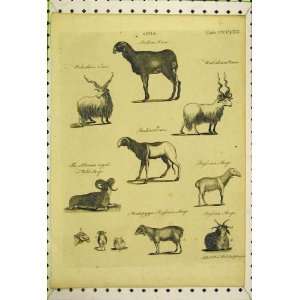   Indian Ram Ewe Sheep Russian Siberian Horns Old Print: Home & Kitchen