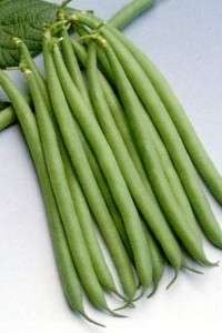 Haricot Verts Petite Filet  Green Bean Seeds  20+ 2012 $1.69 Max 