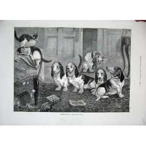  1884 Bassett Hounds Puppy Dogs Cats Kittens Animals