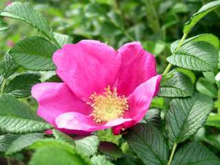 Pink Rugosa Rose, Rosa rugosa Pink, Hardy Fast Seeds  