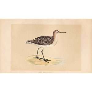  Wood Sandpiper British Birds 1St Ed Morris 1851