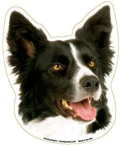 Border Collie Dog Head Car Magnet  