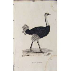  Antique Print Copper Engraved Art Birds Black Ostrich: Home & Kitchen