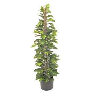   Artificial Silk Pothos Vine on Bamboo Pole Topiary: Home & Kitchen
