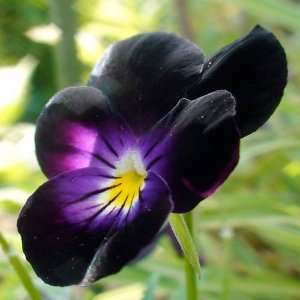  Bowles Black Viola 25 Seeds (Fresh & Untreated, Gothic 