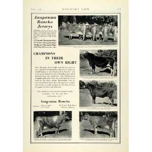  1930 Ad Anapauma Racho Jersey Dairy Cows Champion Cattle 