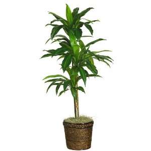  48 Dracaena w/Basket Silk Plant (Real Touch): Home 