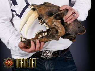 Resin Replica 11 Smilodon sabre toothed Tiger Skull  