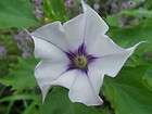 150 DATURA STRAMONIUM Lilac Le Fleur Jimson Weed Seeds
