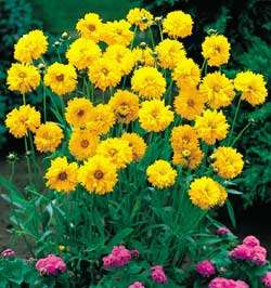 Early Sunrise Coreopsis   AAS Gold Medal Perennial  