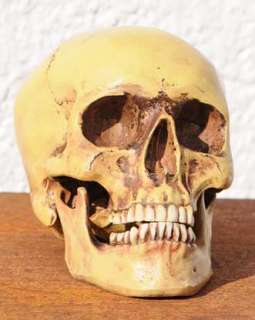 Anatomie Schädel m Unterkiefer Skull M.Mayer LARP Gothic Totenkopf 