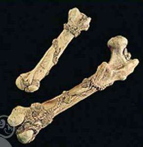Humerus Bone, Prop   Decorations & Props