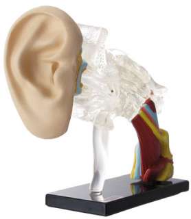Human anatomy Model Miniature Zukan Part1 Ear #A Rare  