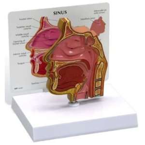 Basic Human Sinus Anatomy/Anatomical Model #2850  