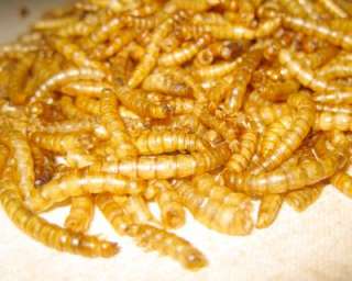 Mealworms Dried Fish Reptile Wild Bird Food 1/4 LB  