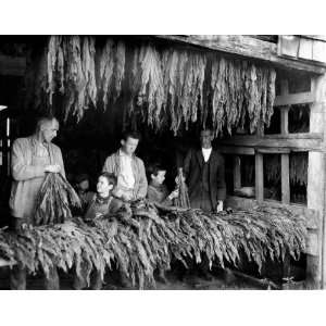  Stripping Tobacco in Bowling Green, Kentucky c. 1916   16 