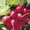 10 cherry belle radish 50 plus seeds salad favorite