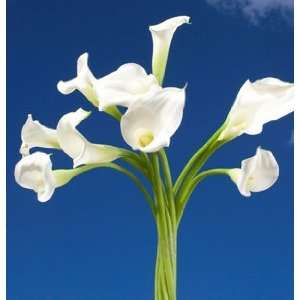 Calla Lilies White 240 Flowers Grocery & Gourmet Food