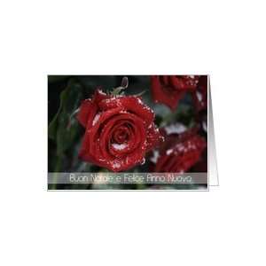  Italian Red rose in snow Christmas/New Year Card Card 