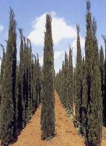 Italian Cypress Tree Cupressus sempervirens seeds ES 52  
