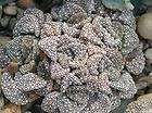   HARDY LIVING STONE Exotic SEEDS items in Exotic Garden 