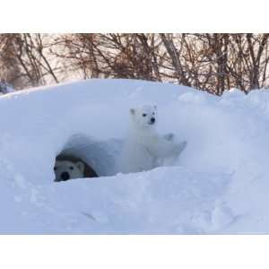 : Polar Bear with Cubs, Ursus Maritimus, Churchill, Manitoba, Canada 