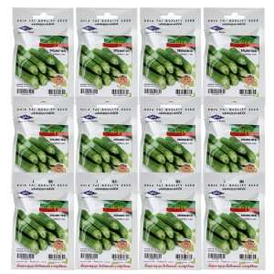  12 packets Moringa oleifera Lam (drumstick) seeds plant 