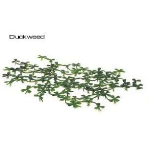 Exo Terra Floating Plant   Duckweed