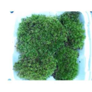   Frog Mood Moss   2 to 4 Plants for Terrarium Vivarium Patio, Lawn