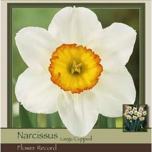  Narcissus Large Cup Flower Record Patio, Lawn & Garden