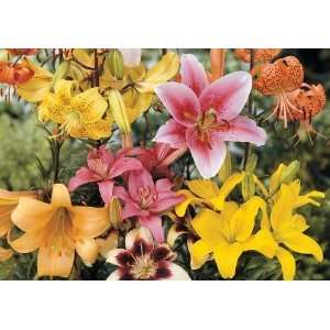  Item# 12939   (10 Bulbs) All Summer Lily Mix   Flower 