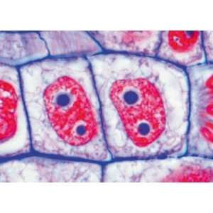 Plant cell   English Microscope Slides Embryology  