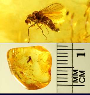 Fossil Insect Inclusion Baltic Amber  