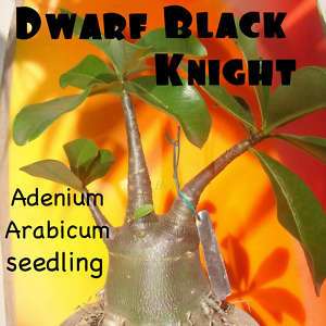 Live Adenium Seeding Desert Rose Dwarf Black Knight  