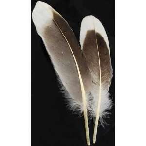 Natural Gray Goose Feather Wicca Wiccan Metaphysical Religious New Age